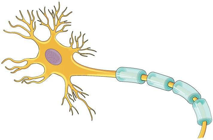 Sợi thần kinh với vỏ myelin